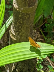 Cephrenes trichopepla