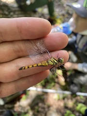 Sympetrum darwinianum