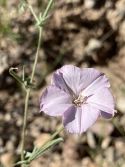 Convolvulus equitans