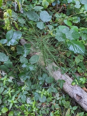 Equisetum telmateia