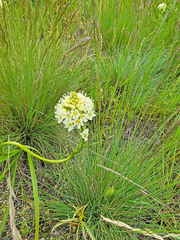 Toxicoscordion venenosum