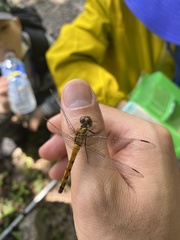 Sympetrum darwinianum