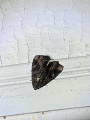 Homophoberia apicosa