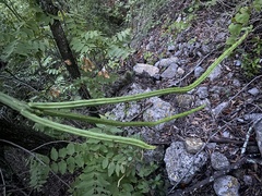 Selenicereus spinulosus