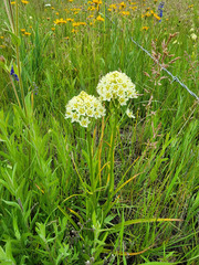 Toxicoscordion venenosum