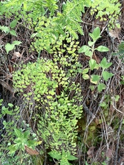 Adiantum poiretii