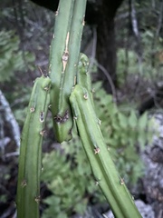 Selenicereus spinulosus