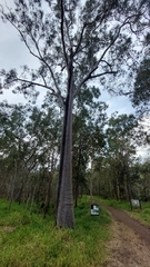 Corymbia citriodora