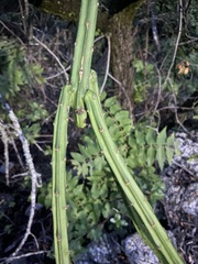 Selenicereus spinulosus
