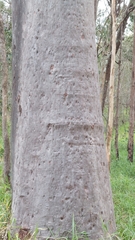 Corymbia citriodora