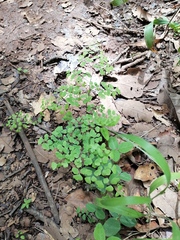 Adiantum poiretii