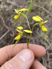Diuris luteola