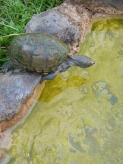 Kinosternon hirtipes