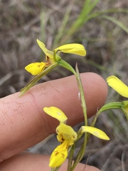 Diuris luteola