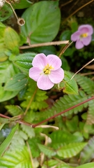 Melastoma malabathricum