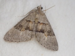 Dichromodes orectis