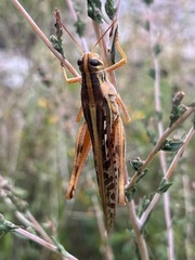Schistocerca americana