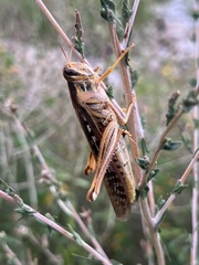 Schistocerca americana