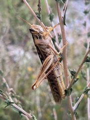 Schistocerca americana
