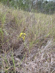 Diuris luteola