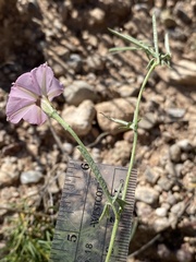 Convolvulus equitans