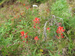Castilleja scorzonerifolia