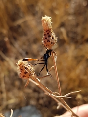 Ammophila procera