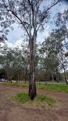 Eucalyptus moluccana
