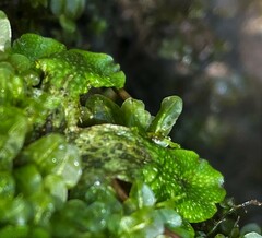 Conocephalum conicum