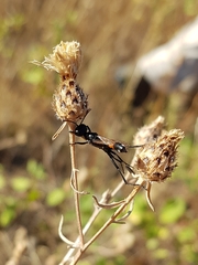 Ammophila procera