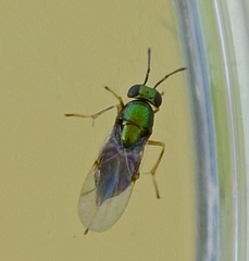 Encyrtidae