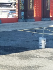 Acridotheres javanicus