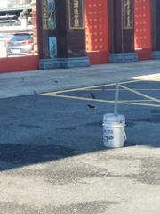 Acridotheres javanicus