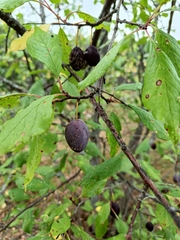 Monilinia fructigena