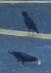 Acridotheres javanicus