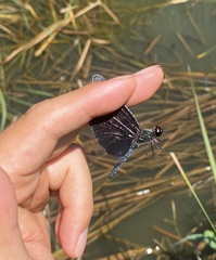 Rhyothemis fuliginosa