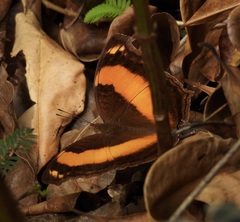 Yoma sabina
