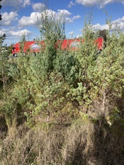 Callitris glaucophylla