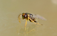 Encyrtidae