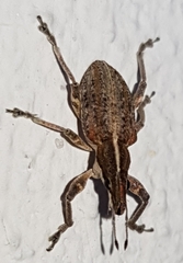 Charagmus gressorius