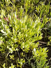 Chrysocephalum apiculatum