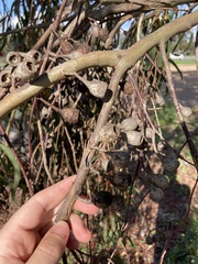 Eucalyptus leucoxylon