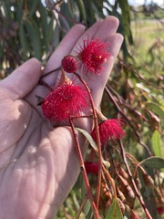 Eucalyptus leucoxylon