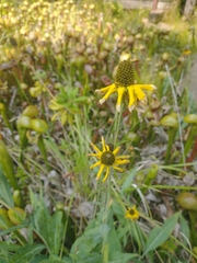 Rudbeckia californica