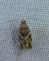 Lobesia transtrifera