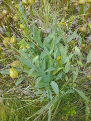 Rudbeckia californica