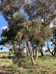 Eucalyptus leucoxylon