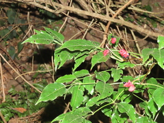 Staphylea japonica