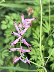 Fumaria bastardii
