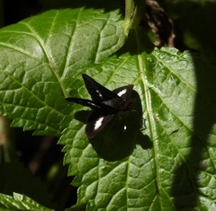 Sabera caesina